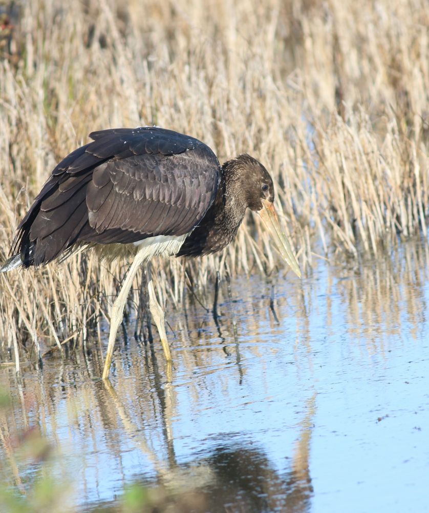 Juvenile Black Stork in a dyke in Suffolk.  Iridescent black plumage with magpie green and purple overtones sits above shades of white.  Ivory pale legs and a huge washed out orange bill complete the giant bird as it wades against a reedbed.