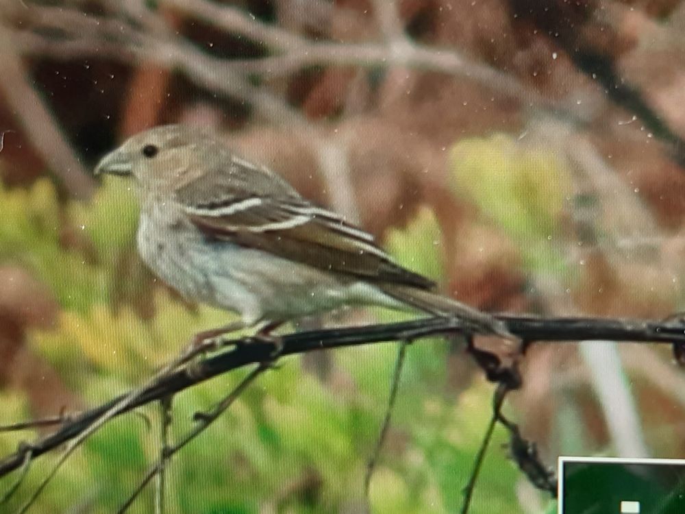 Back of camera photo of a Common Rosefinch