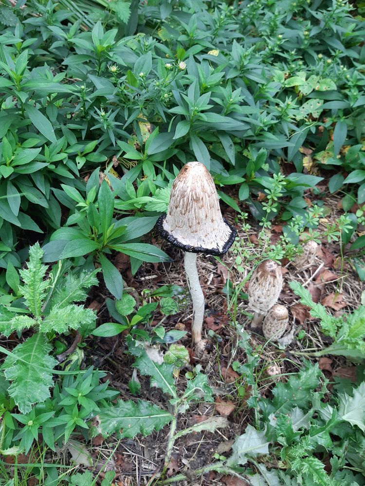 Single ink cap growing in a green field edge.