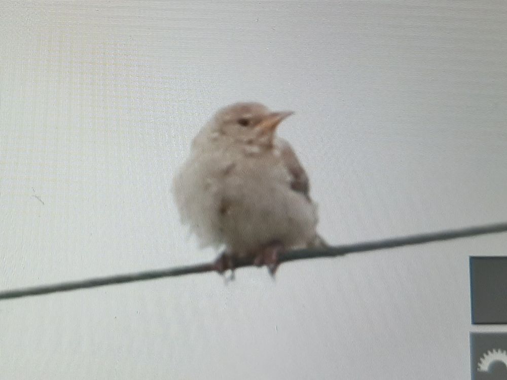 Back of the camera shot of the juvenile Rosy Starling that appeared and then vanished near the Old Town Inn this afternoon.