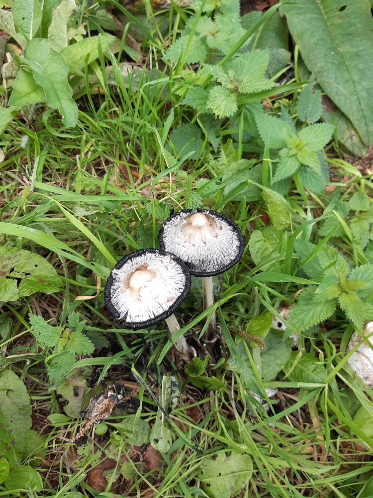 A pair of ink caps rolling up as they grow older.