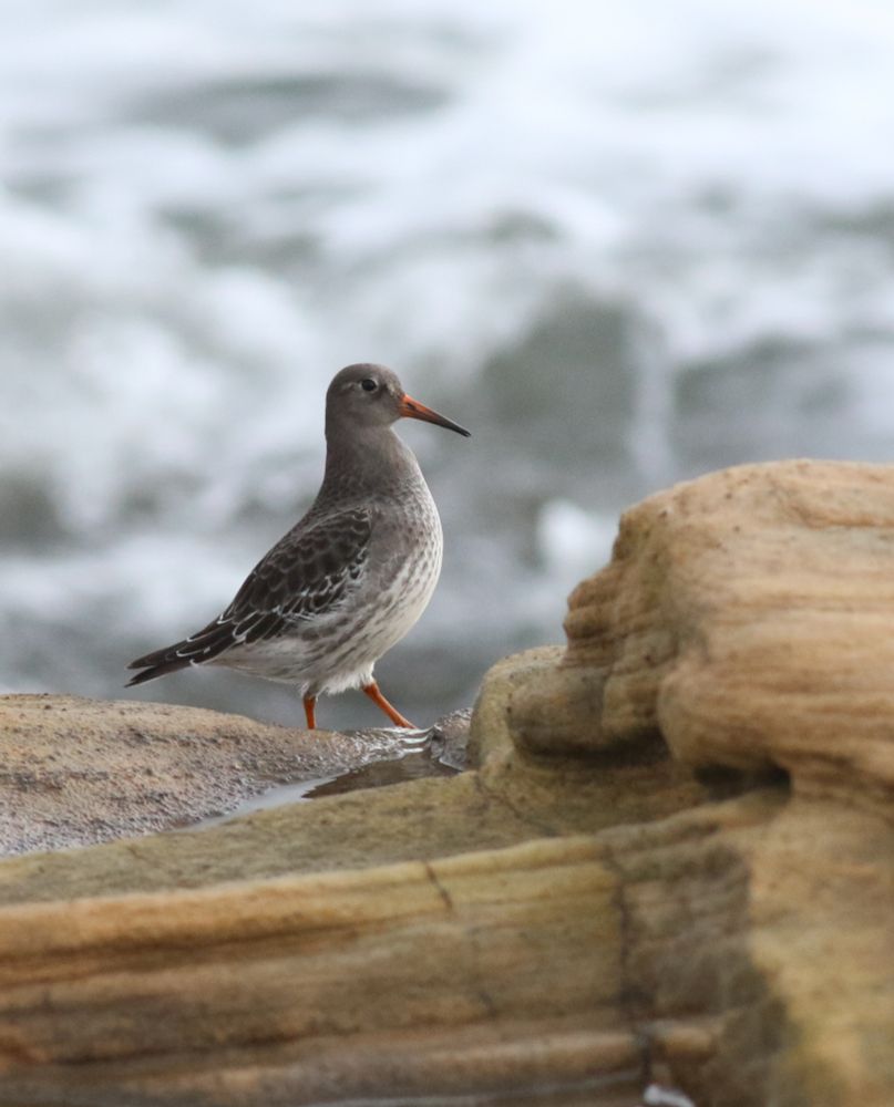 Purple Sandpiper standing on sand coloured rocks in front of white water foam of waves.