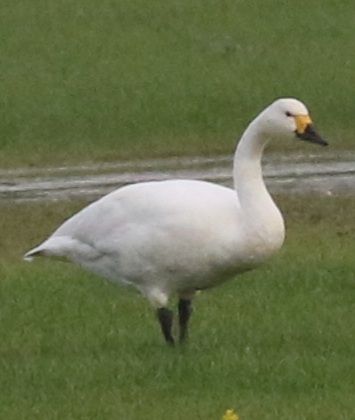 The right hand bird of the pair of Bewick's (Tundra) Swans.