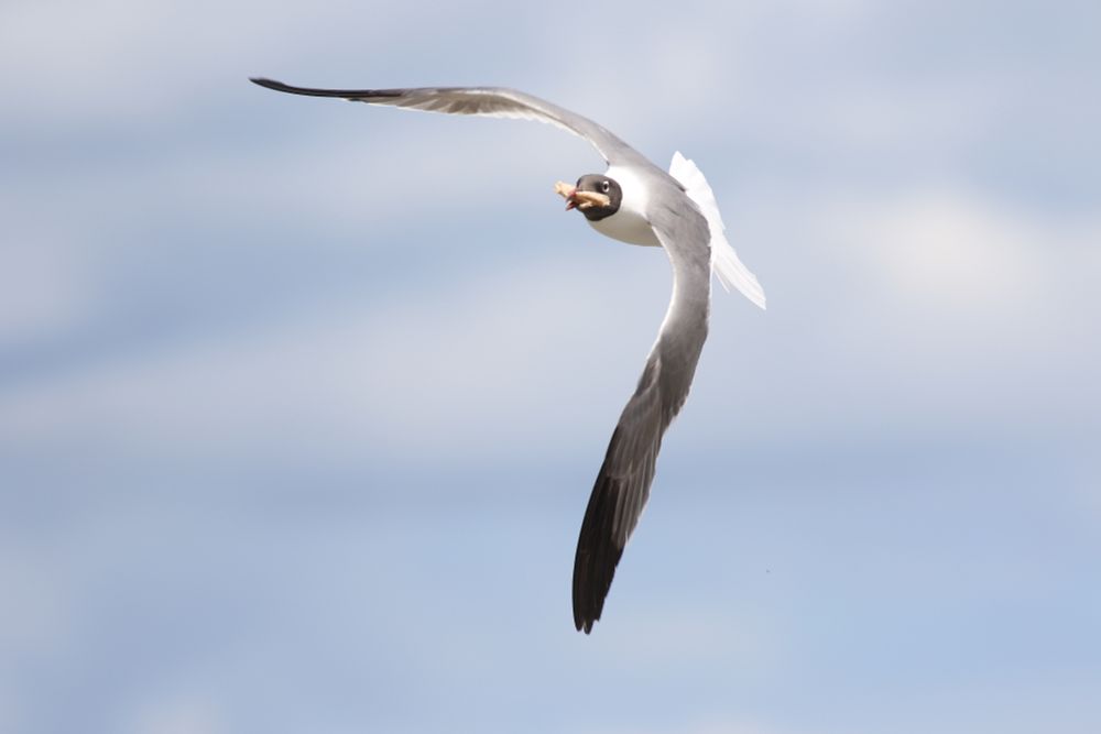 A Laughing Gull in summer plumage in flight creating a loose right angle with its wings.  It has a piece of bread in its dark red beak.