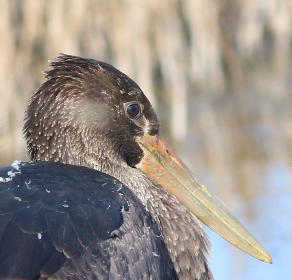 A close up photo of the back and side view of the head and huge bill of a black stork.  The feathers of the back are dark brown and black, and the head has a speckled effect like bubbles in a glass of coke.  The iris of the eye is deep brown, and the bright orange bill is caked in dried-on green algae.