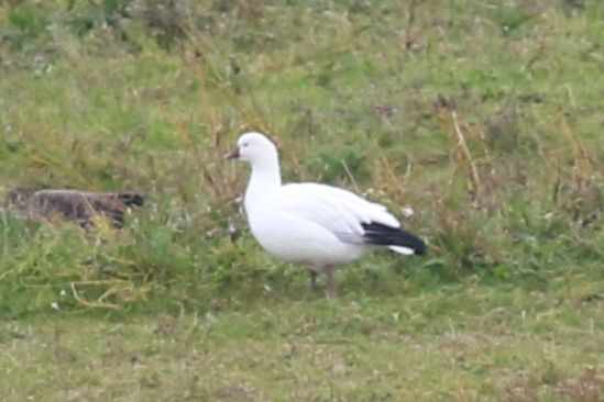 A Ross's Goose feeding on a grassy bank
