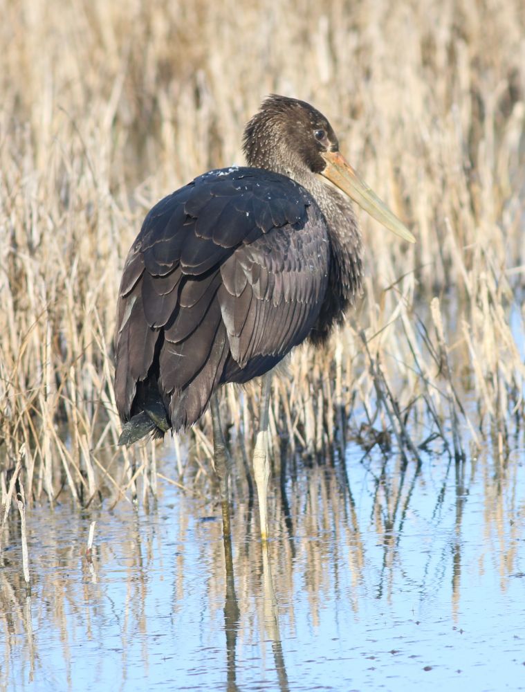 A huge black bird with long pale legs and an orange bill stained with pale green matter stands in shallow water in front of a reedbed.