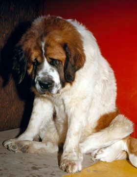 NOT MY LANGUAGE
NOT MY SIGNATURE 
SEE
 DJT