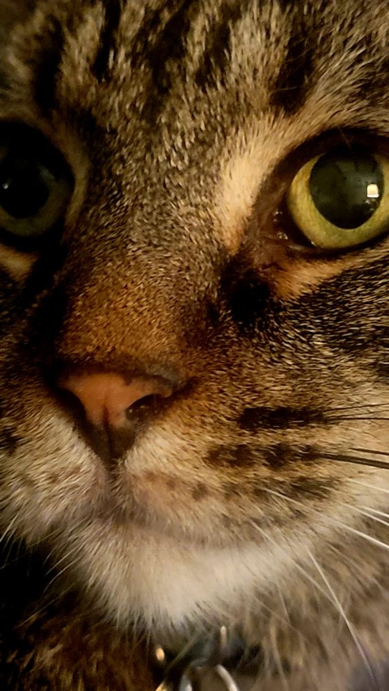 Tight closeup of a cute tabby's face, Pink nose to green eye
