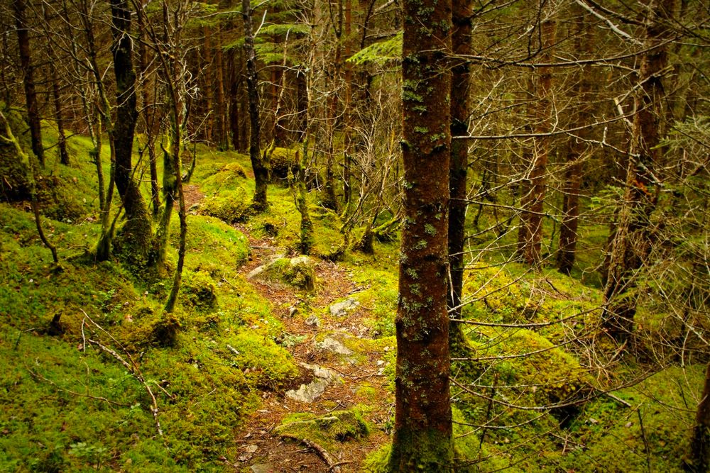 The image depicts a dense forest scene with a narrow, winding path. The path is covered with a layer of moss and small rocks, indicating a natural, unpaved trail. The surrounding trees are tall and slender, with some bare branches, suggesting it might be late autumn or early spring. The forest floor is lush with green moss, creating a vibrant carpet of color. The trees are closely spaced, with their trunks covered in patches of moss, adding to the forest's rich texture. The overall atmosphere is one of tranquility and natural beauty, with the interplay of light and shadow creating a serene environment.