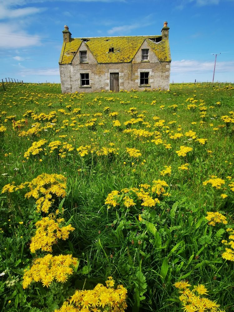 Old left house on a meadow