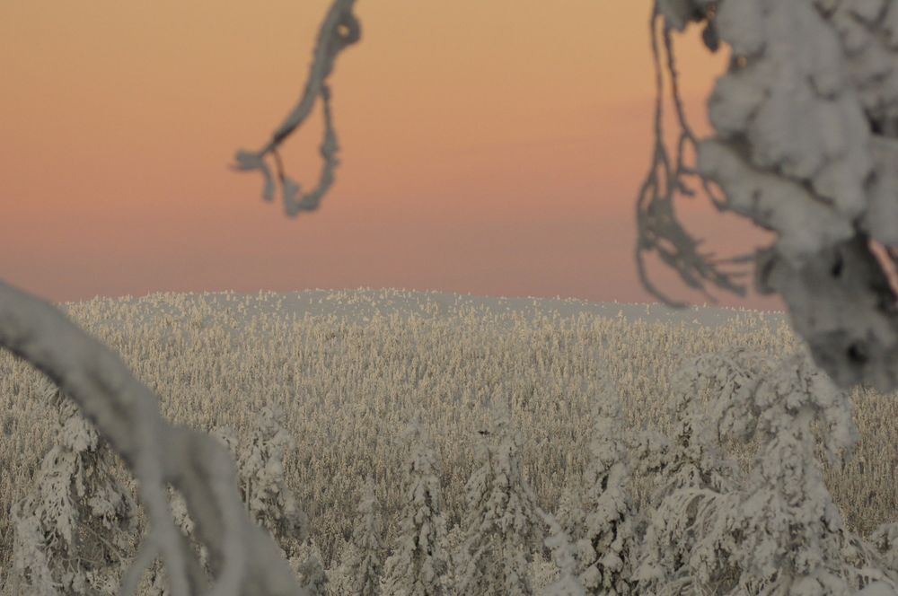 A snow-covered forest stretches across the midground and background, under a pale orange-pink sunset sky. The foreground is partially obscured by snow-laden branches of trees. The snow on the trees and the ground appears to be a light, almost grayish white. The forest is dense with many individual trees visible.