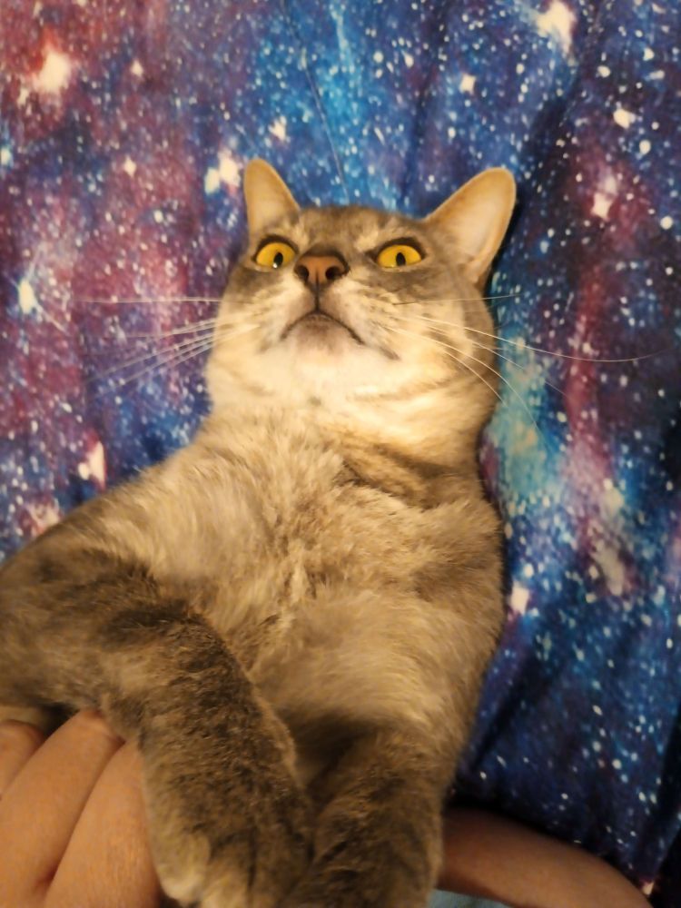 A gray male cat with wide yellow eyes and a startled expression on his back on a galaxy print bedspread.