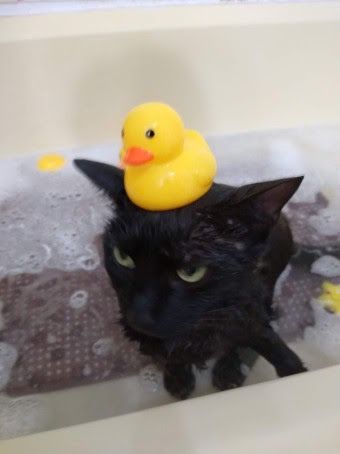 A black female cat with green eyes and a resigned expression in a bathtub with soapy water around her and a rubber duck on her head.