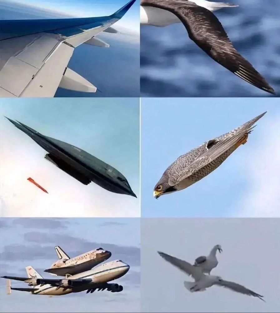 Two columns of three images each. 

The top row features an airplane wing and a bird wing, comparing their similar shapes. 

The second row features a stealth bomber and a diving hawk in profile with almost identical silhouettes. 

The final row is a Space Shuttle mounted atop a 747 next to a seagull standing on his buddy’s back during flight. 