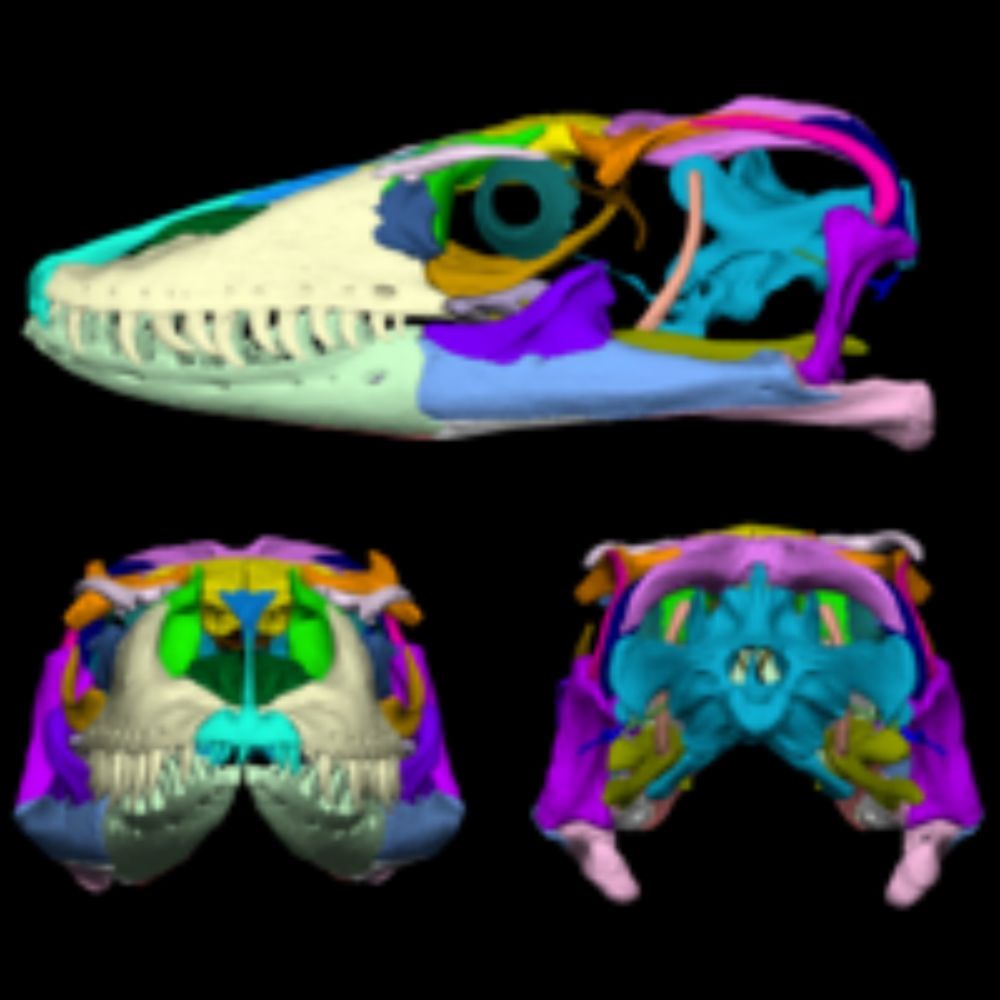 The skull morphology of the Komodo dragon, Varanus komodoensis (Reptilia, Squamata, Varanidae) — a digital-dissection study