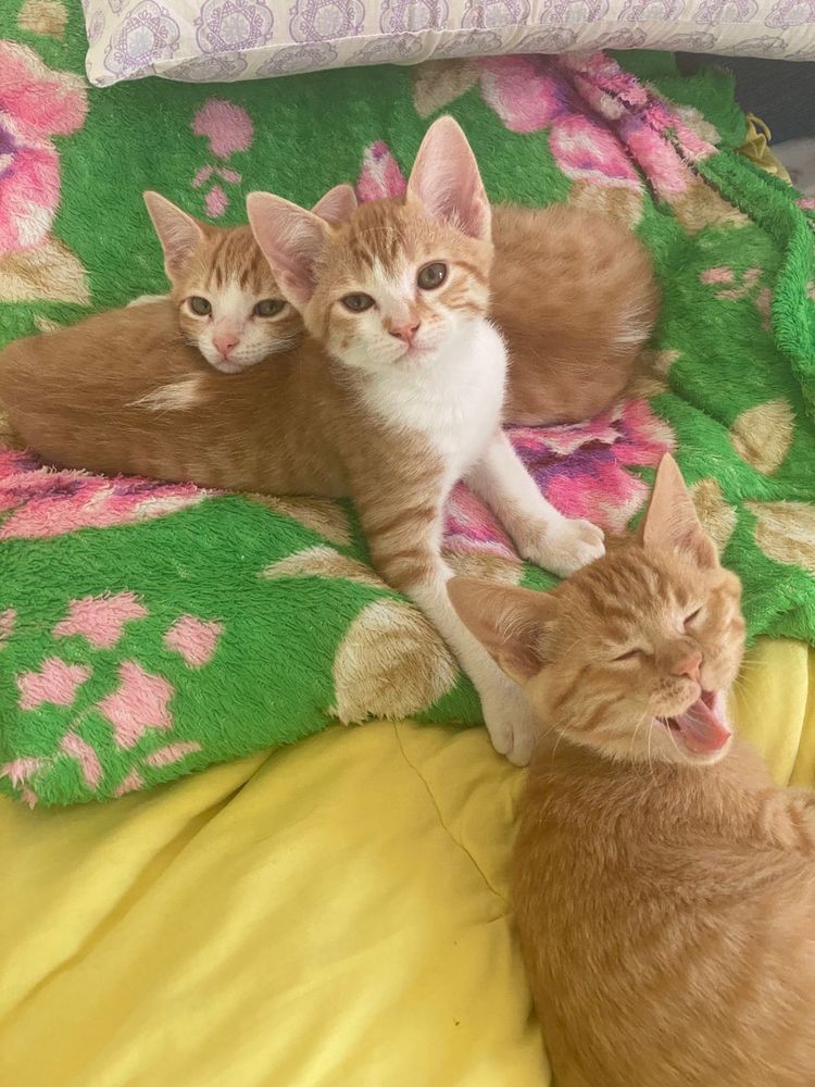 Three baby cats. Two of them are twins colored white and orange. The other one is yawning and is fully orange.