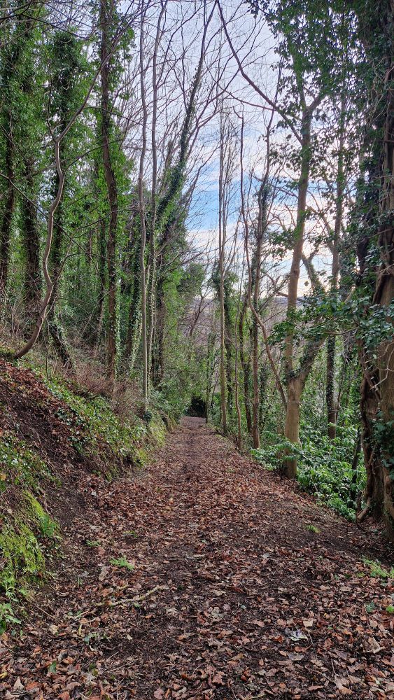 Path covered in brown leaves through tall trees, mostly bare but some ivy and other greenery. Cloudy sky just visible.