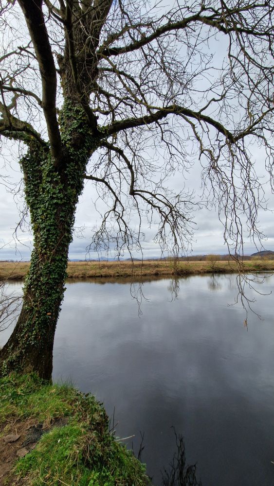 A tree trunk covered in ivy, bare branches (no leaves) over a still, wide river. River bank in distance. Overcast sky.