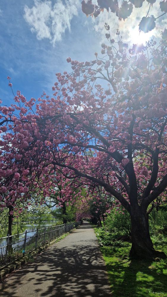 Path under a tree with pink blossoms, sun in blue sky 