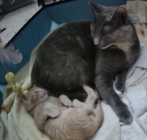 A photograph of an orange kitten and a dilute tortie momma cat.