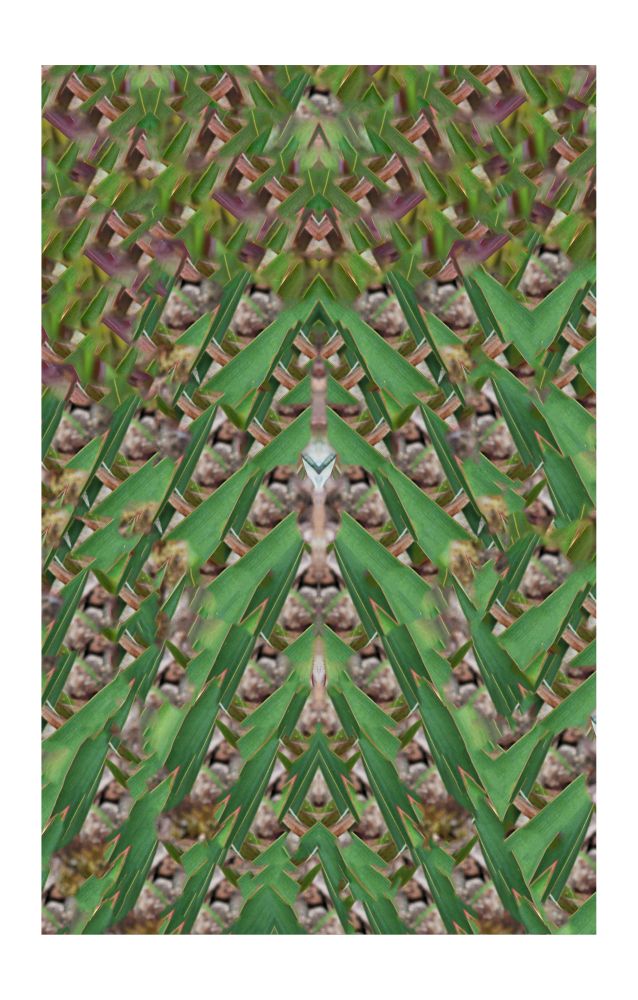 symmetrical photographic image, geometric forms sharp green leaves from something like a Yucca, with brown organic material in-between