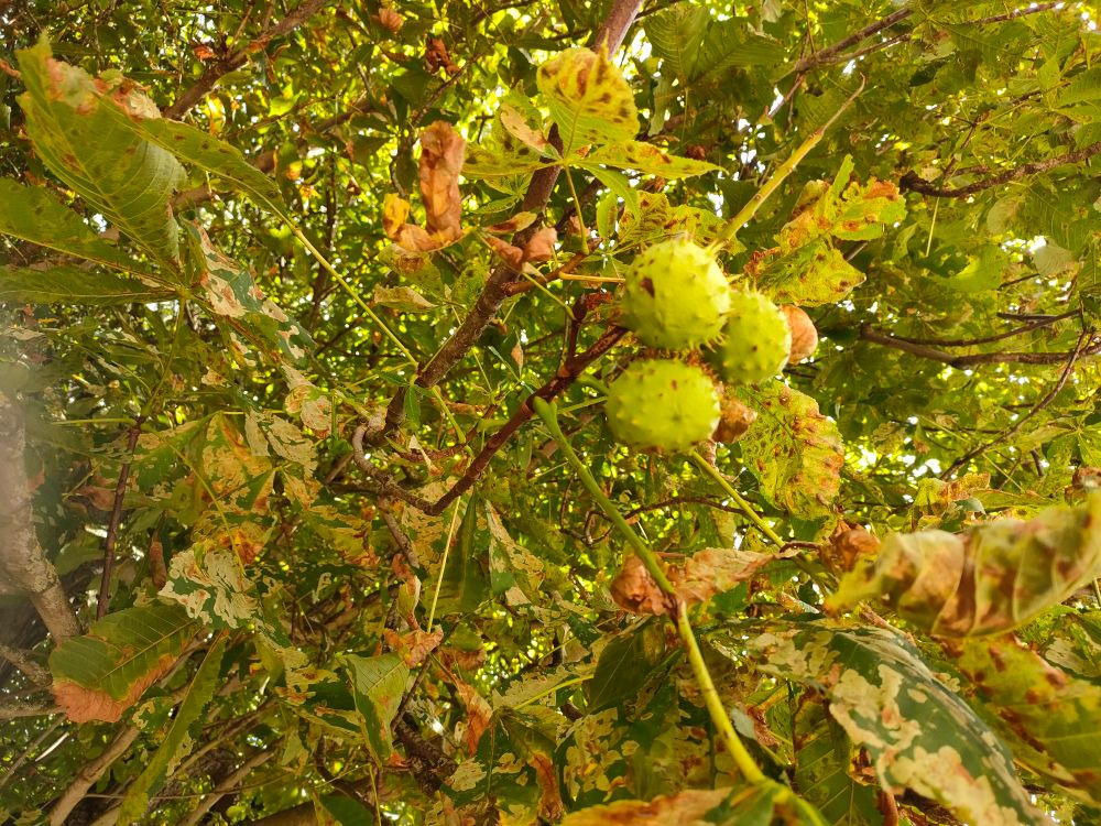 Three conkers on a Horse Chestnut tree.