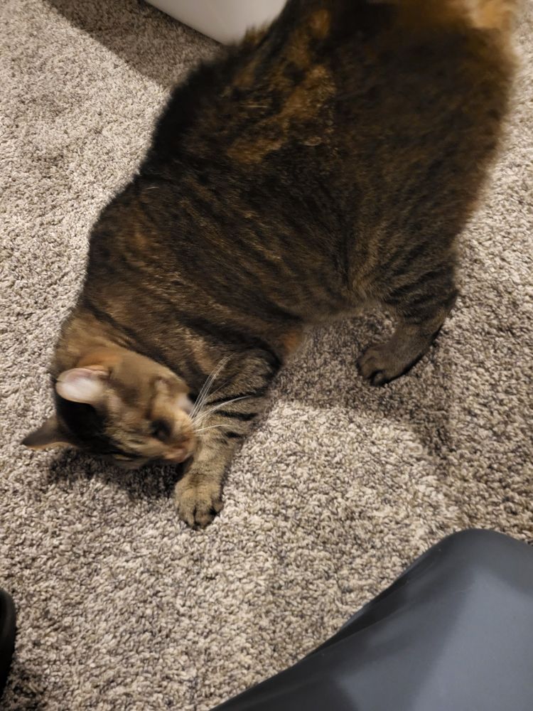 A fat cat with his butt in the air getting scratched, and it feeling so good he has to nibble his wrist. 