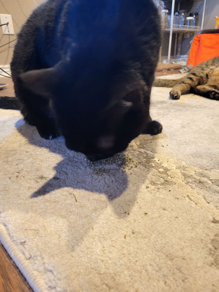 Black cat with his nose deep in a pile of catnip. 