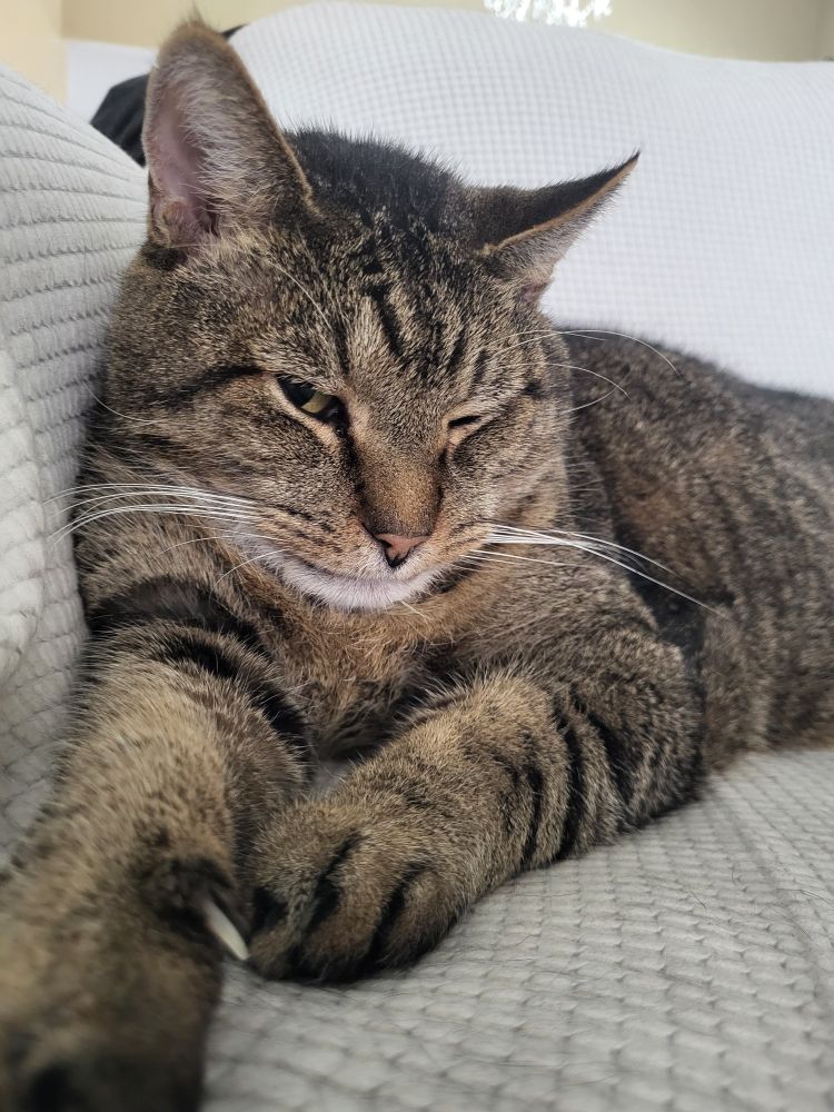 Chubby tabby cat on a couch, paw out below the camera. One eye half open, like he just woke up. 