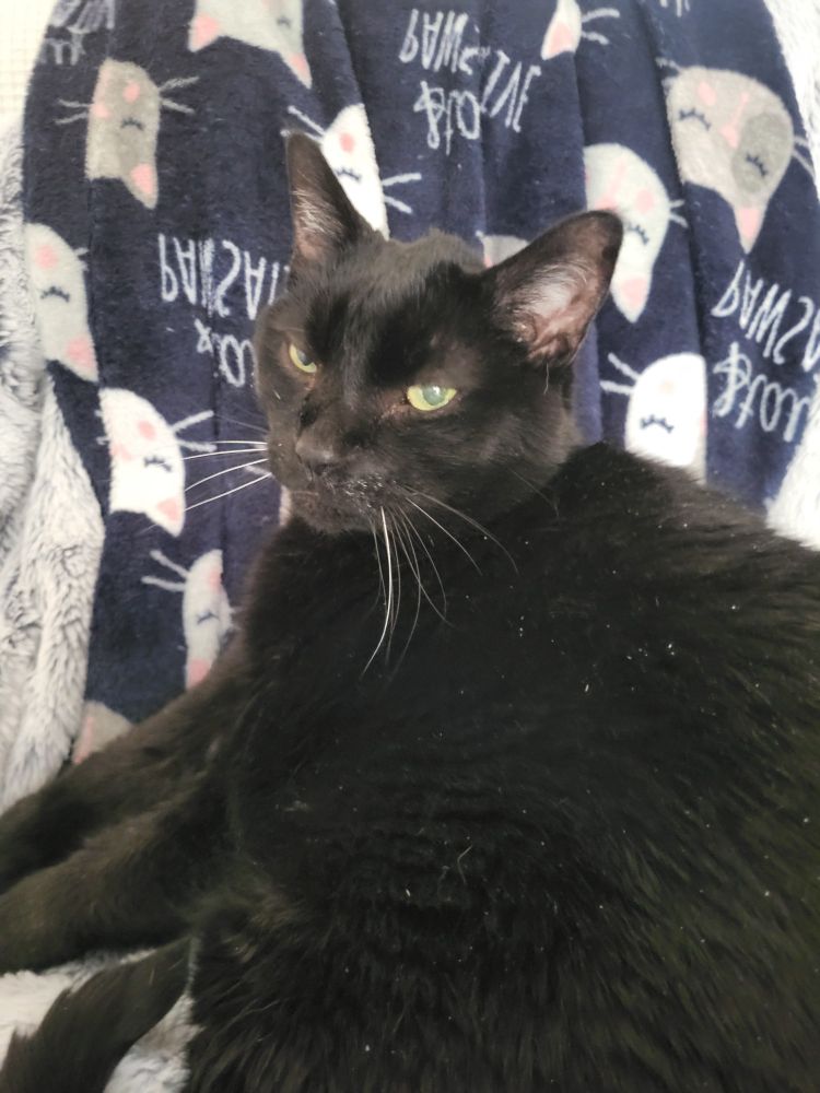 Black cat with green eyes glaring at the camera, laying down as if just woken up. 