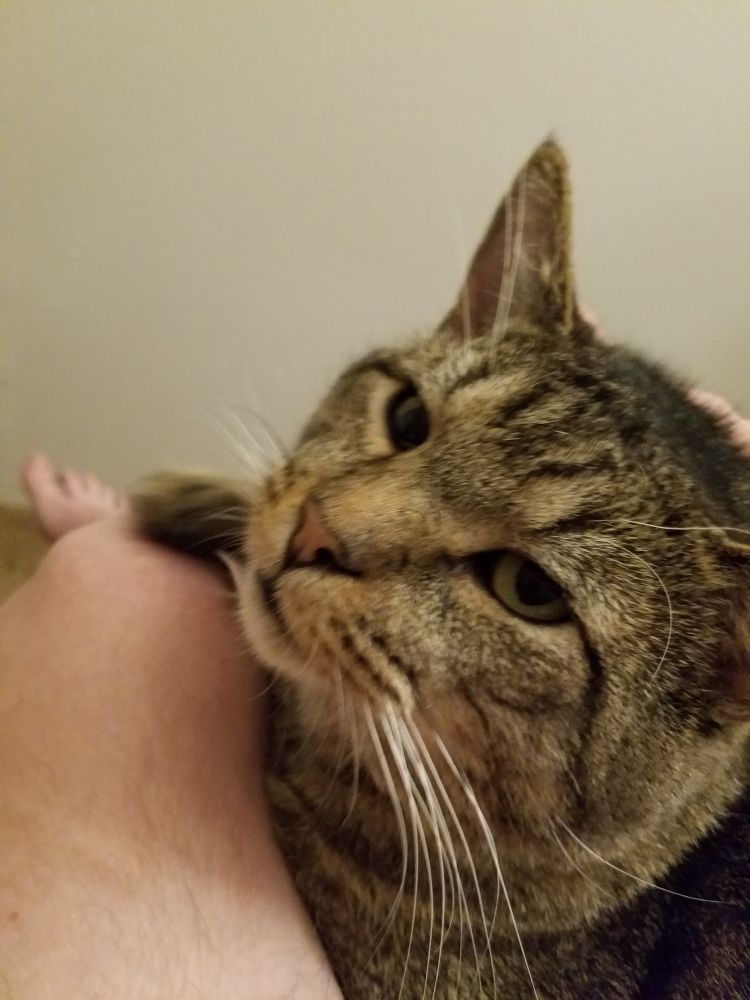 Orange and black tabby cat looking lazily at the camera. 