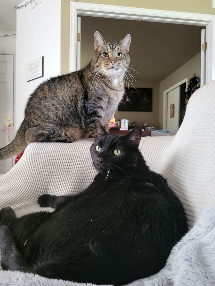 A dark grey tabby and black cat, both looking at the camera. Black cat is laying down looking over his back, while the tabby sits up above him on the arm of the couch. 