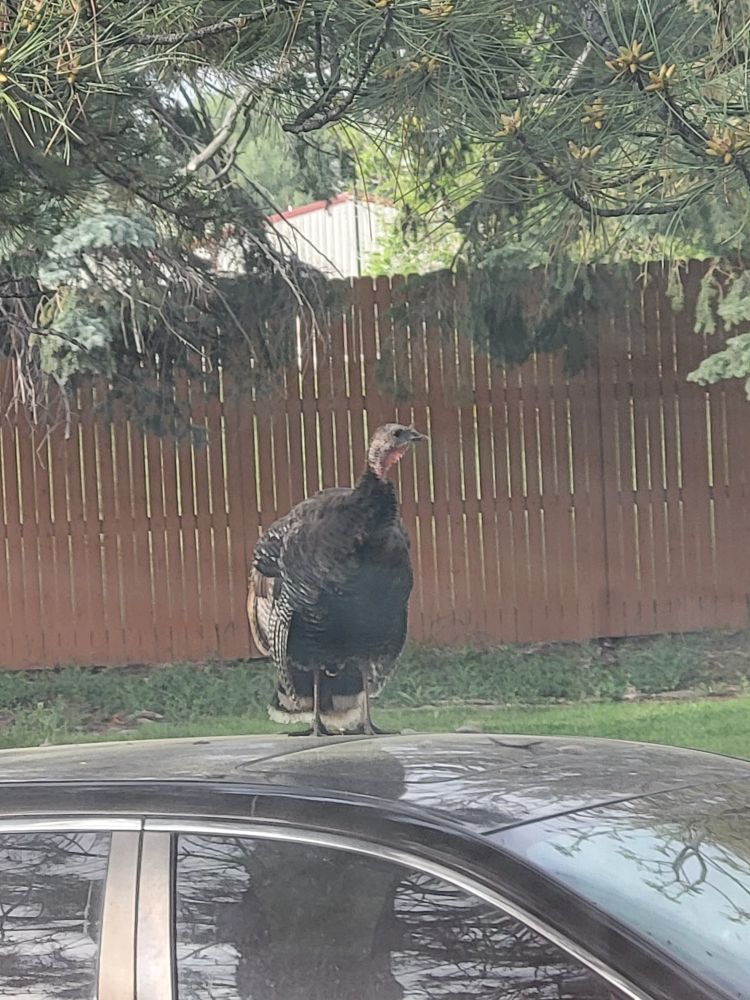 Wild turkey standing on a parked car with a pine tree and fence in the background.