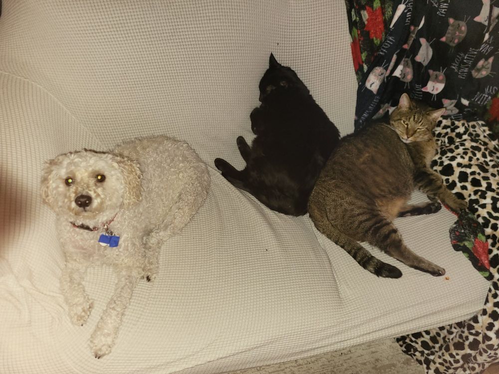Little white poodle, black cat, and tabby cat relaxing on a couch. Cats touching while dog is apart. 