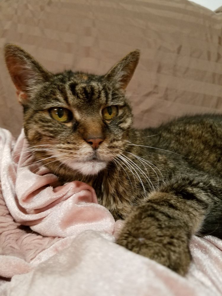 Kind of greasy dark and orange tabby cat with dark golden eyes on a pink blanket. Rather annoyed look on her face, and a drop of orange on her forehead. 