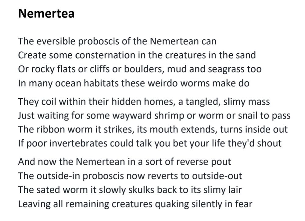 Nemertea
The eversible proboscis of the Nemertean can
Create some consternation in the creatures in the sand
Or rocky flats or cliffs or boulders, mud and seagrass too
In many ocean habitats these weirdo worms make do
They coil within their hidden homes, a tangled, slimy mass
Just waiting for some wayward shrimp or worm or snail to pass
The ribbon worm it strikes, its mouth extends, turns inside out
If poor invertebrates could talk you bet your life they'd shout
And now the Nemertean in a sort of reverse pout
The outside-in proboscis now reverts to outside-out
The sated worm it slowly skulks back to its slimy lair
Leaving all remaining creatures quaking silently in fear