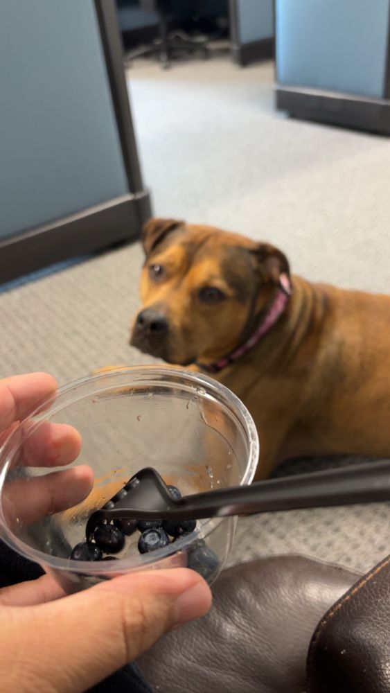Allie, waiting for me to give her blueberries 