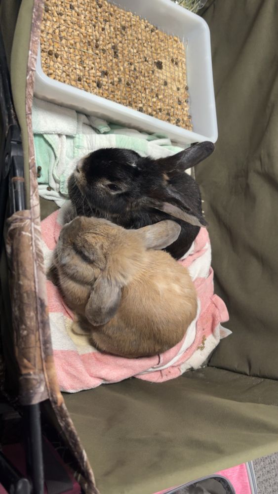 My coworkers bunnies, Penny and muffin 