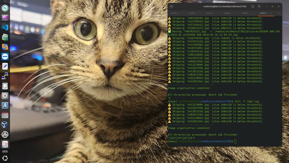 A desktop screenshot with a task bar on the left showing various applications running in CLI on the right side with a script output.
In the middle, there is a cat picture cut above its eyes (no ears) looking with piercing eyes.
