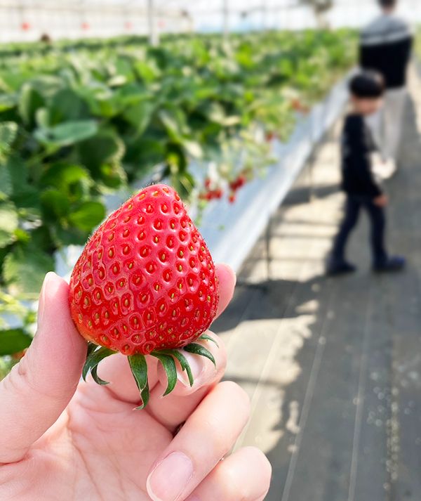 つややかなイチゴ。