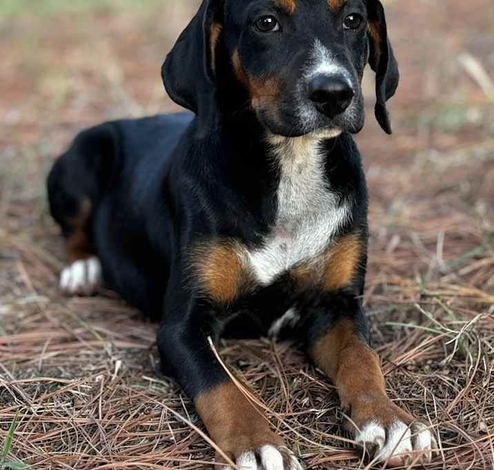 Image of a pet