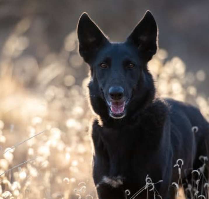 Image of a pet