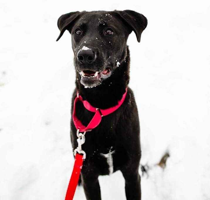 Image of a pet
