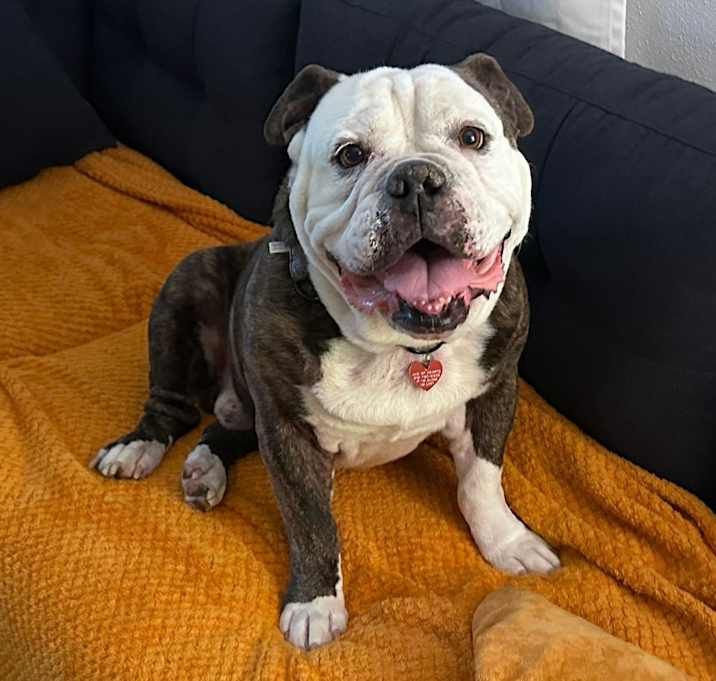 Image of a pet