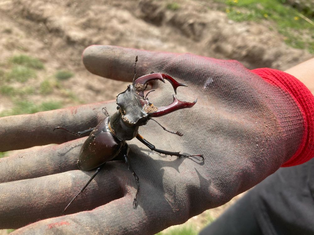 A large stag beetle with dark brown, shiny body and prominent antler-like mandibles sits on a dusty work glove. The background shows dry soil and sparse grass.