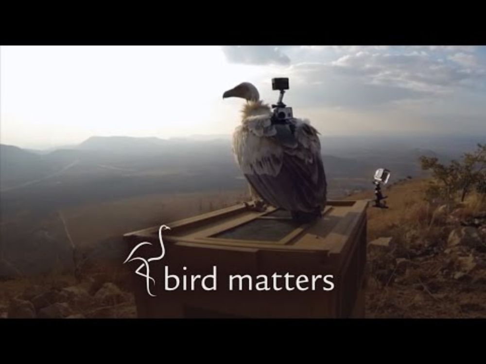 Tracking Birds in Space & Time – Bird Matters S01E10