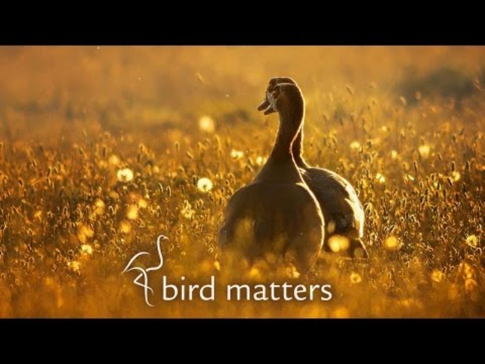 Beautiful Photography of Garden Birds: Bird Matters