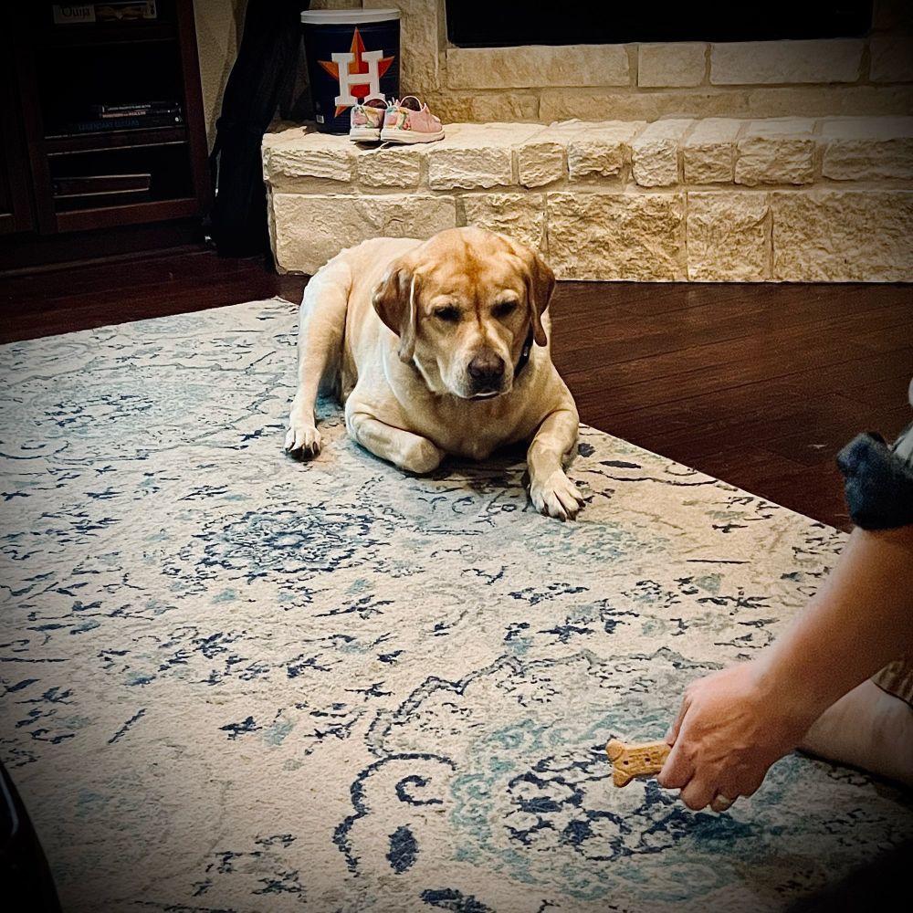Yellow Labrador retriever lying on a white rug with faded blue damask design and looking downward attentively at a male hand placing a bone shaped dog biscuit on the rug about three feet in front of him. He has one paw tucked primly under him and his ears are perked forward. 