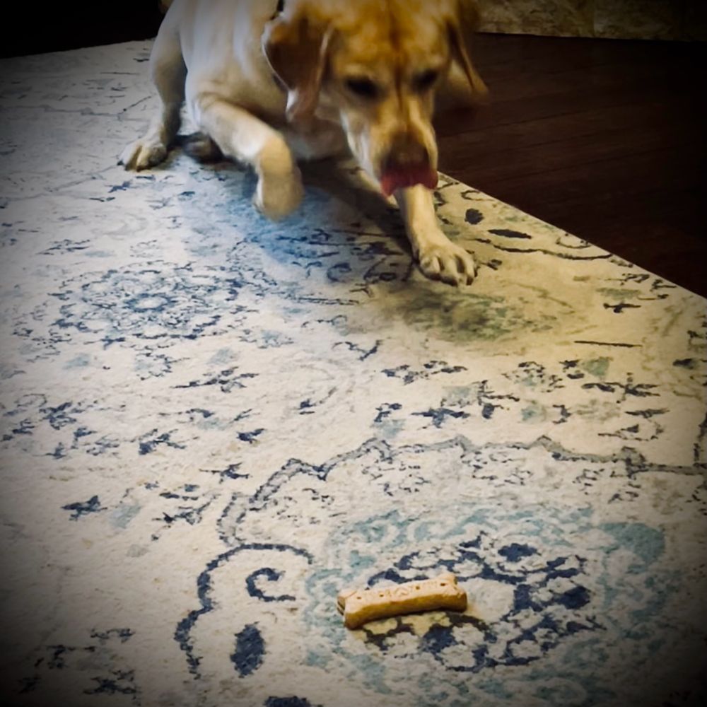 Yellow Labrador retriever leaping up from lying on a white rug with faded blue damask design and looking downward attentively at a bone shaped dog biscuit on the rug about three feet in front of him. He has his pink tongue out, licking his black nose, and has one paw stretched forward as he jumps off the floor to get his treat. 